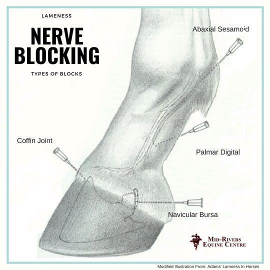 Nerve blocking horses during lameness exam