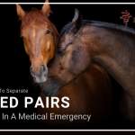 Bonded Horses What To Do In An Emergency