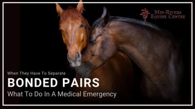 Bonded Horses What To Do In An Emergency