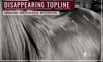 Immune Mediated Myositis In Horses