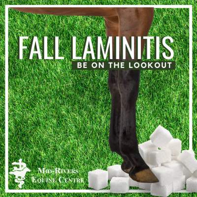 Can Fall Pasture Grass Cause Laminitis?