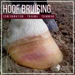 Hoof Bruising In Horses