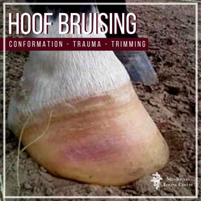 Hoof Bruising