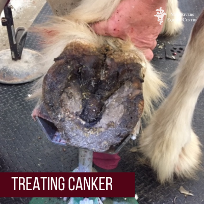 treating canker in horses