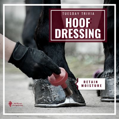 hoof dressing for horses