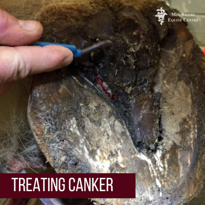 canker in horse hoof