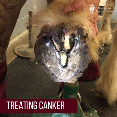 canker in horse hoof