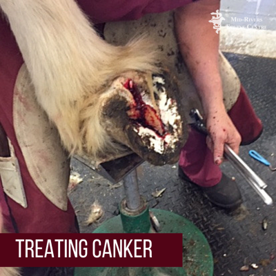 canker in horse hoof