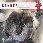 what is canker in horses