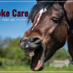 What to do when your horse chokes.