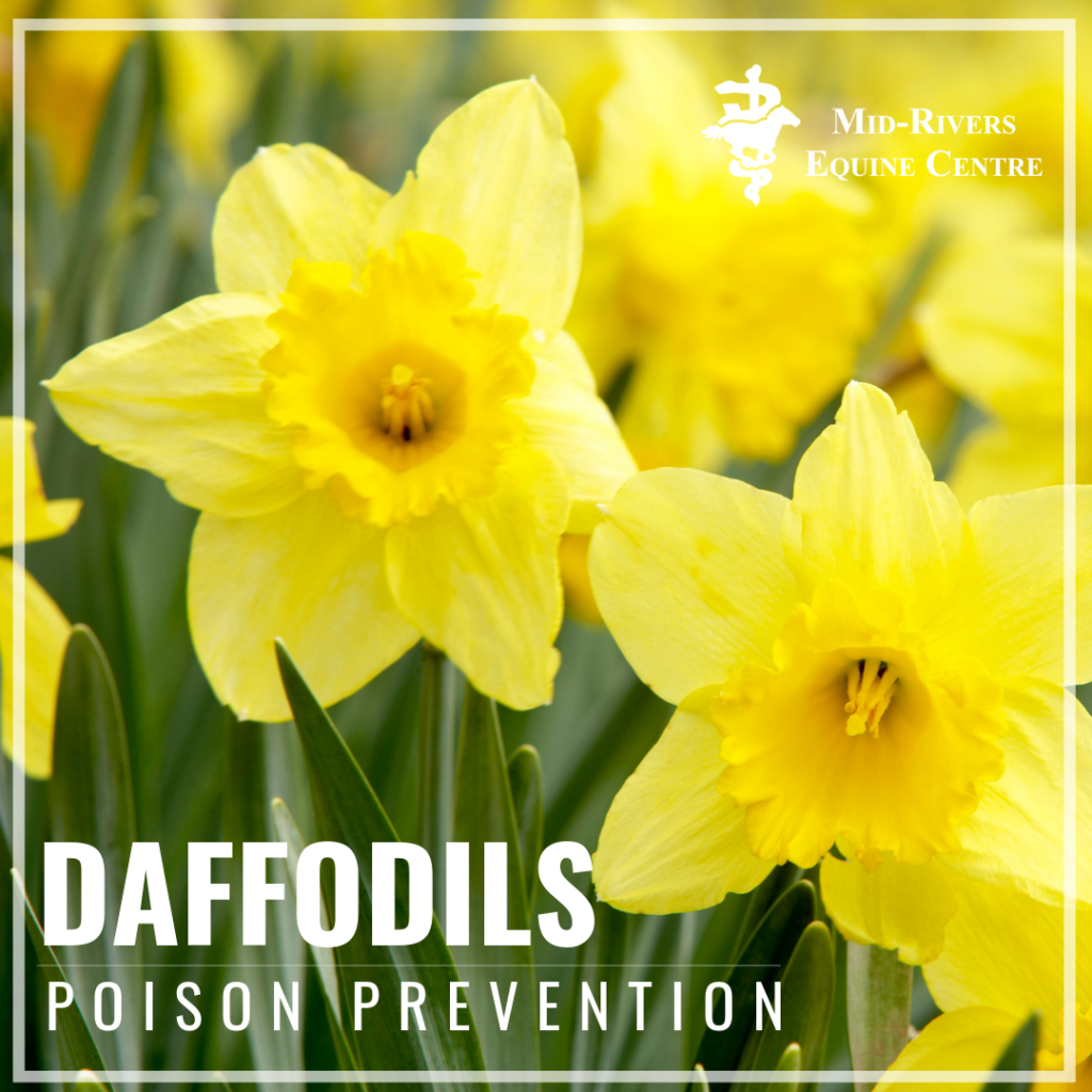 Daffodils Are Toxic To Horses MidRivers Equine Centre