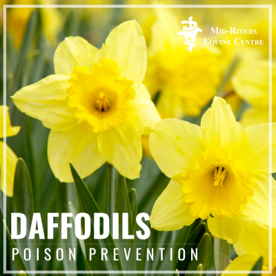 Daffodils horse poison