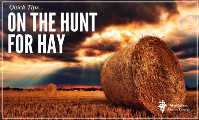 Hunt For Hay In Lean Times