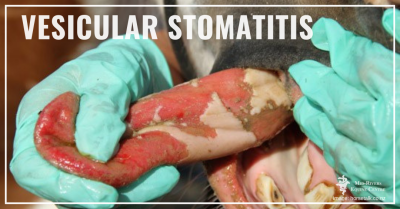 what is vesicular stomatitis