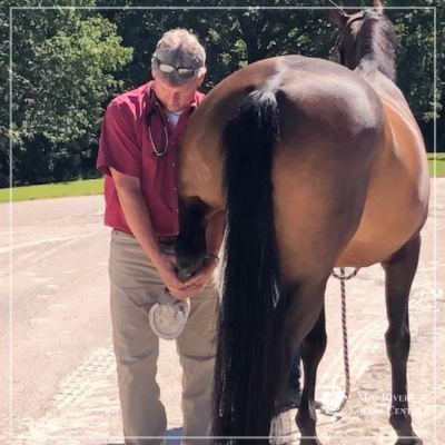 Pre Purchase Exam Lameness Mid Rivers Equine Centre Pre Purchase Exam Dr Ellis
