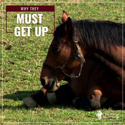 Mid rivers equine centre why must a down horse get up quickly