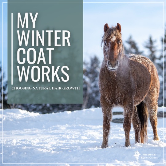 A Horse's Winter Coat - Keeping Warm In Winter - Mid-Rivers Equine Centre