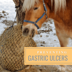 Preventing Gastric Ulcers in Horses