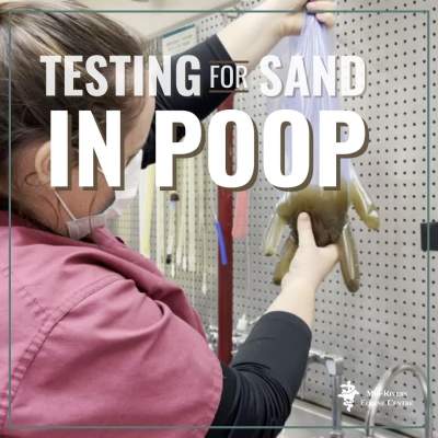 How To Test Your Horse Manure for Sand
