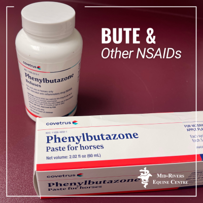 Bute and NSAIDs for horses dangers