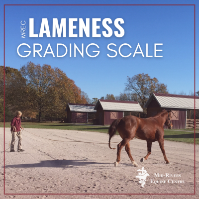 Horse Lameness Grading Scale