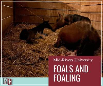 Foals and Foaling
