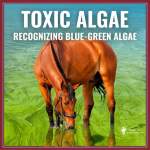 MREC Blue Green Bacteria Algae Identification