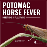 Signs of Potomac Horse Fever In Horses