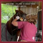 Signs of Tooth Abscess In Horses
