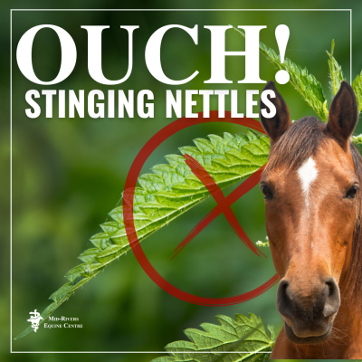 Plants toxic to horses: Stinging Nettles | Mid-Rivers Equine Centre | Horse Hospital | Missouri