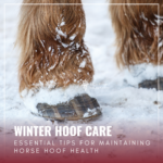 Winter Hoof Care: Essential Tips for Maintaining Your Horse's Hoof Health